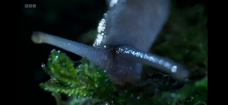 Ash-black slug (Limax cinereoniger) as shown in Wild Isles - Woodland